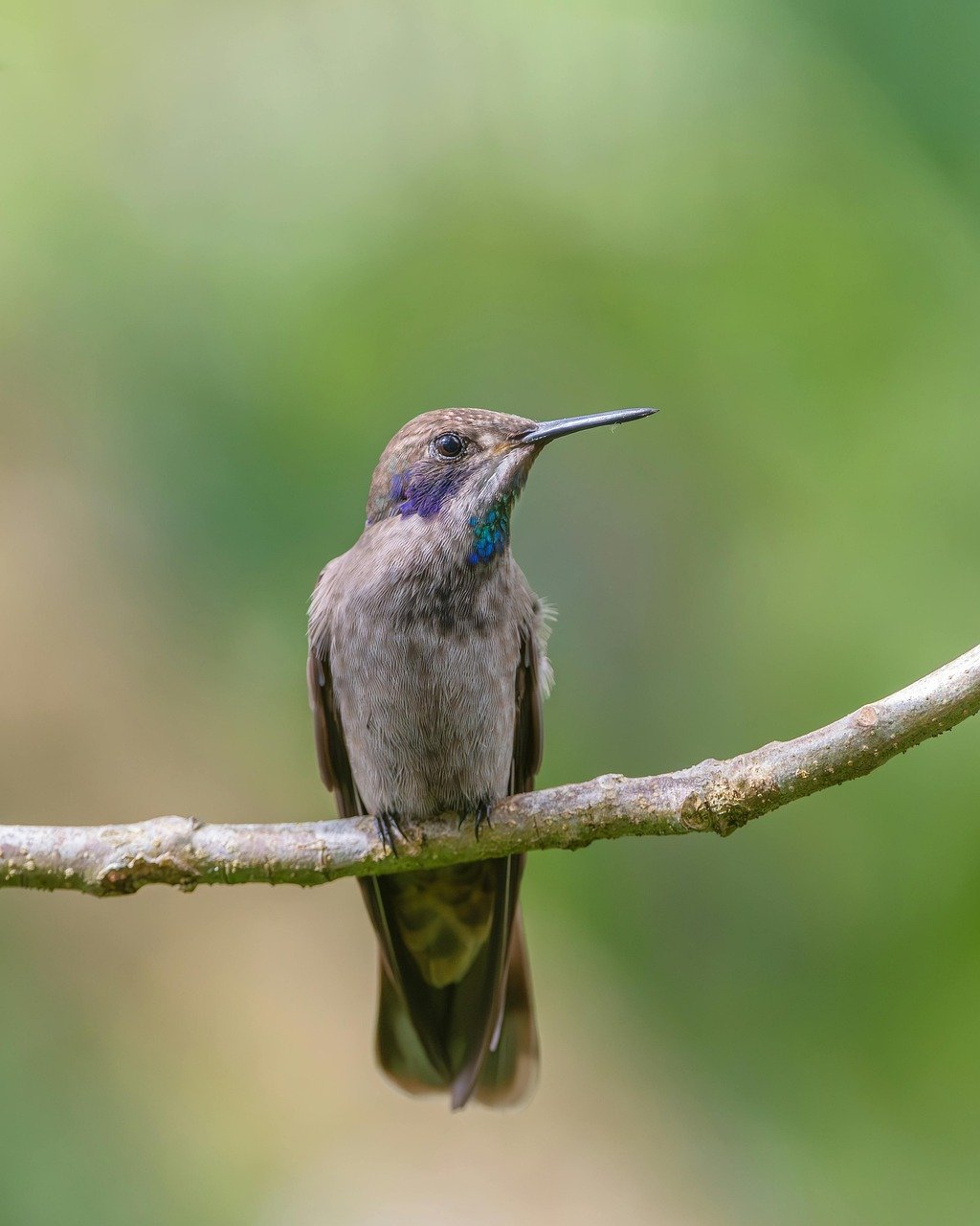 hummingbird, nature, bird, wildlife, animal, avian, beak, feathers, wings-9603846.jpg